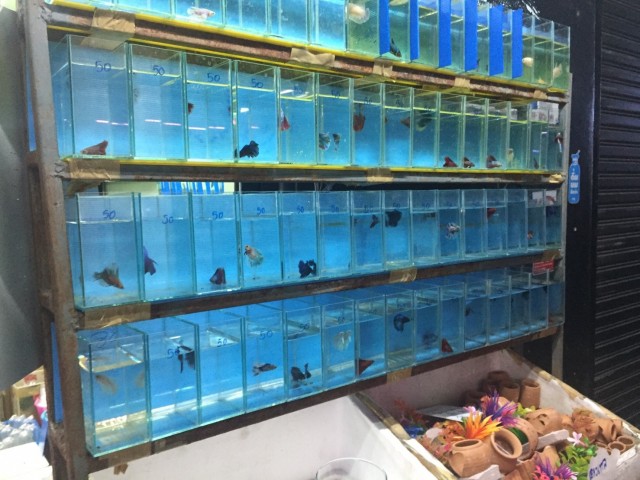 バンコク 色とりどりの熱帯魚を見ているだけでも楽しい タイのアクアリストが集う市場 タイヨメ